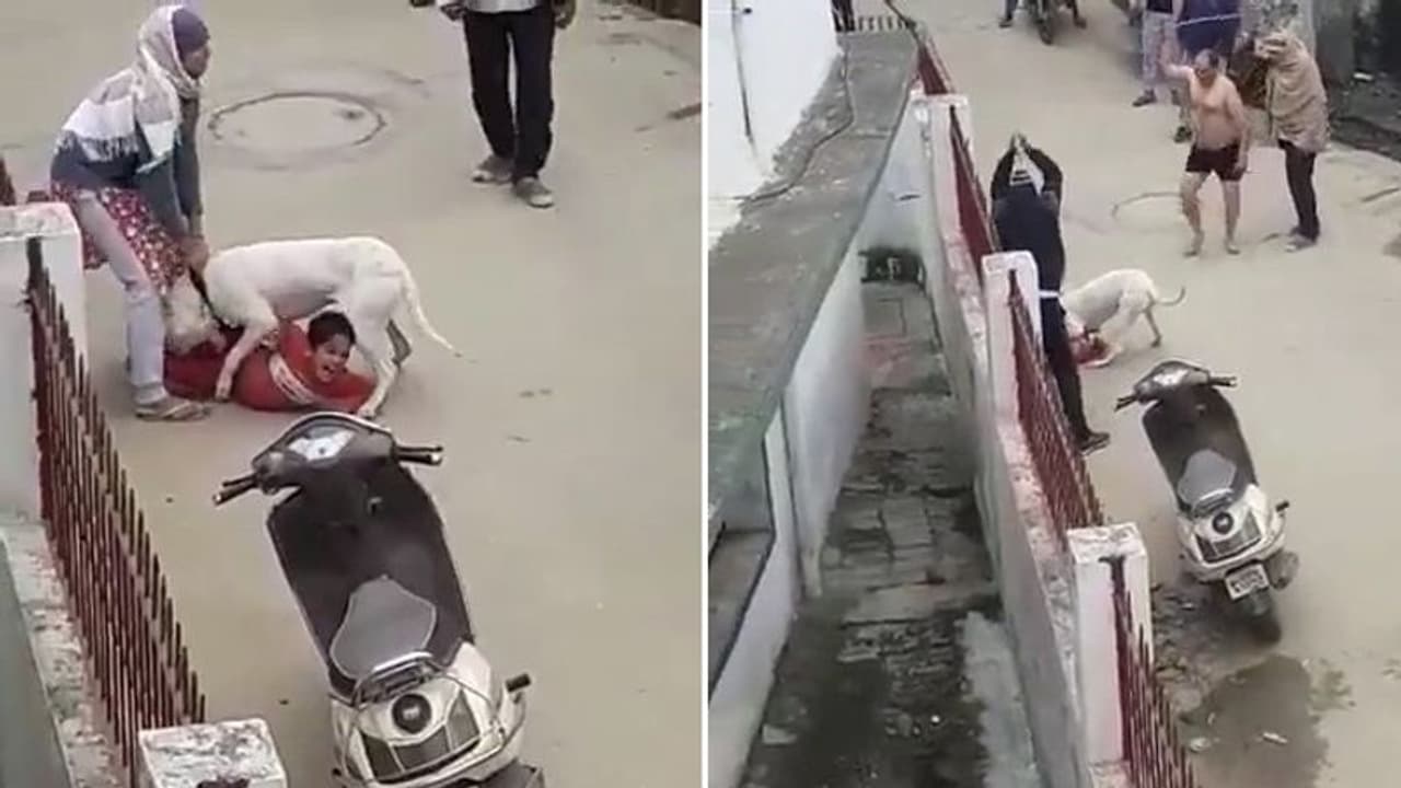 Uttar Pradesh: Raging pit bull mauls child in Noida as owner looks on; 2 arrested, 1 on the run