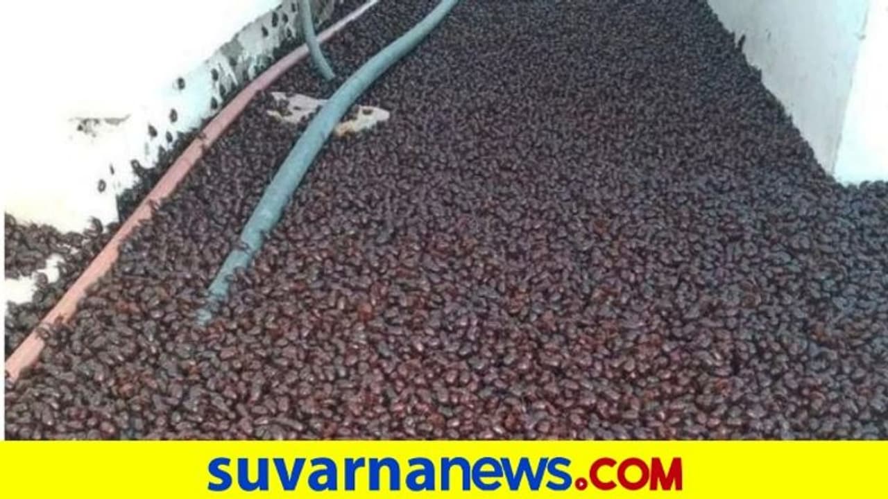 ಅರ್ಜೆಂಟೀನಾ ನಗರವನ್ನು ಭಾದಿಸುತ್ತಿರುವ ಲಕ್ಷಾಂತರ ಜೀರುಂಡೆಗಳು... ವಿಡಿಯೋ ನೋಡಿ