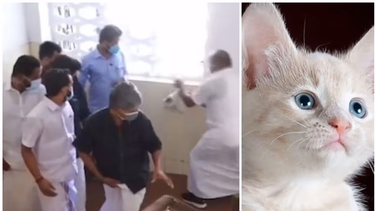 പൂച്ചയുമായി പ്രതിഷേധിക്കാനെത്തി യൂത്ത് കോണ്ഗ്രസ്; നേതാവിനെ പൂച്ച മാന്തി, വാക്സിനെടുത്ത് മടങ്ങി പൂച്ചയുമായി പ്രതിഷേധിക്കാനെത്തി യൂത്ത് കോണ്ഗ്രസ്; നേതാവിനെ പൂച്ച മാന്തി, വാക്സിനെടുത്ത് മടങ്ങി