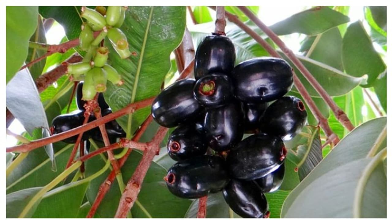 Novel Fruit: நாவல் பழத்தை இந்த உணவுப் பொருட்களுடன் சேர்த்து சாப்பிடுவது அவ்வளவு மோசமானதா?