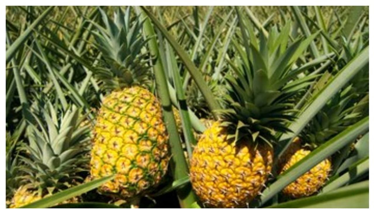 உடல் எடையை குறைத்து...கொழுப்பை கரைக்கும் அன்னாசி பழம்! சொல்வது யார் தெரியுமா?