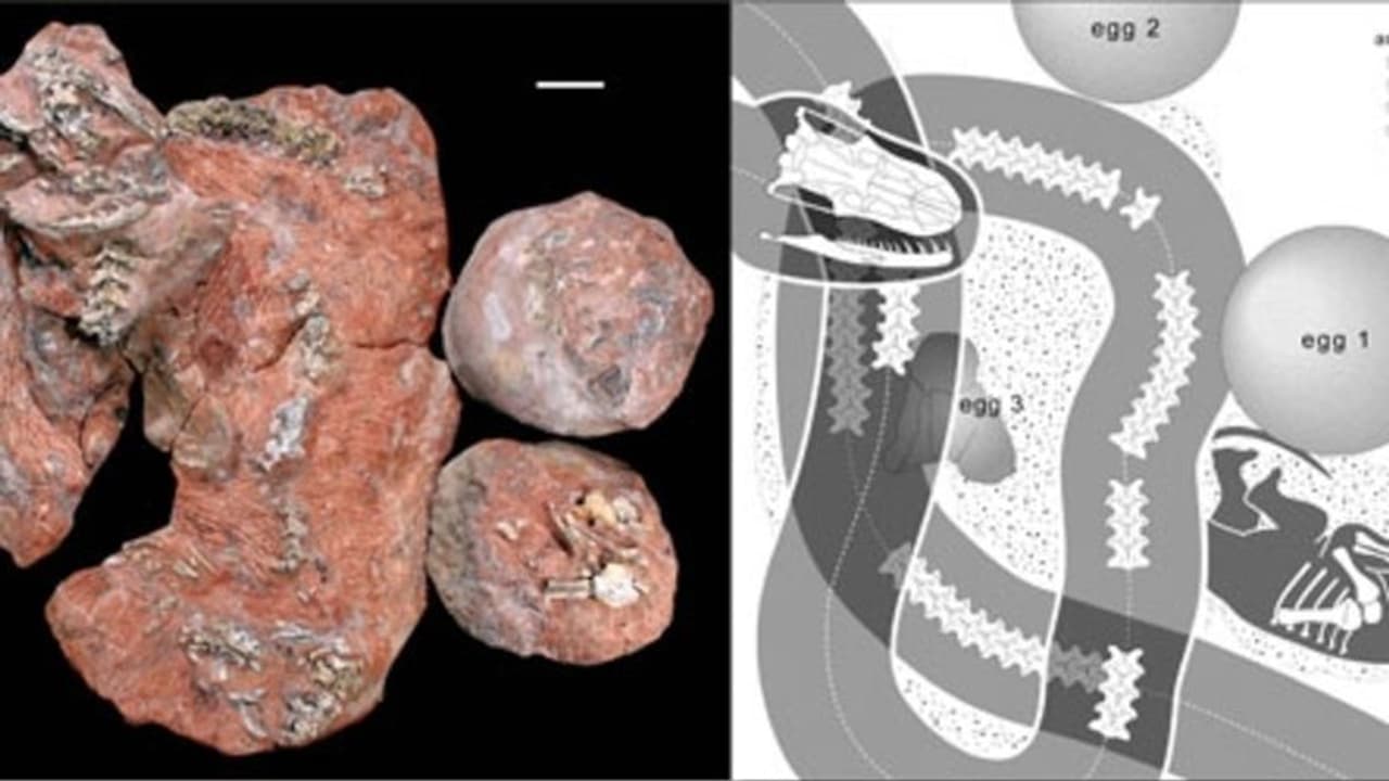 ദിനോസർ മുട്ടകൾ മുതൽ ചരിത്രാതീതകാലത്തെ സർപ്പങ്ങൾ വരെ; ഇന്ത്യൻ മണ്ണിലുറങ്ങുന്ന ഫോസിൽ രഹസ്യങ്ങൾ ദിനോസർ മുട്ടകൾ മുതൽ ചരിത്രാതീതകാലത്തെ സർപ്പങ്ങൾ വരെ; ഇന്ത്യൻ മണ്ണിലുറങ്ങുന്ന ഫോസിൽ രഹസ്യങ്ങൾ