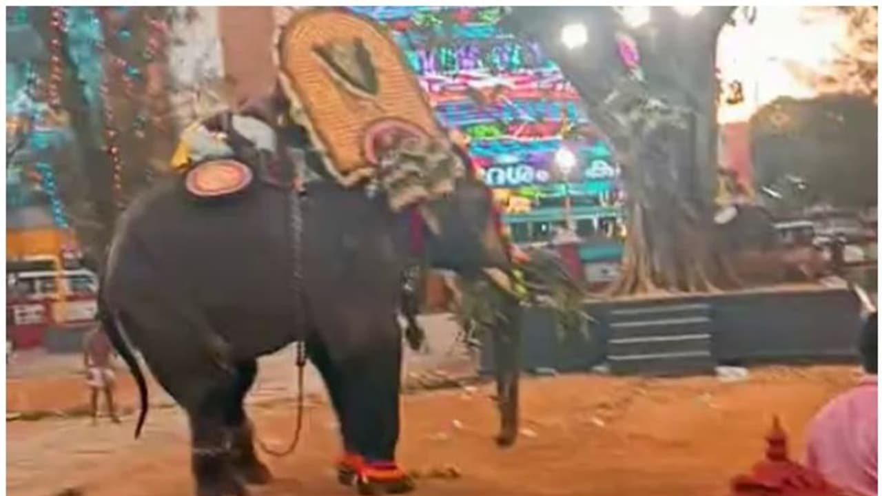 കൂർക്കഞ്ചേരിയിൽ തൈപ്പൂയ ആഘോഷത്തിനിടെ ആനയിടഞ്ഞു കൂർക്കഞ്ചേരിയിൽ തൈപ്പൂയ ആഘോഷത്തിനിടെ ആനയിടഞ്ഞു