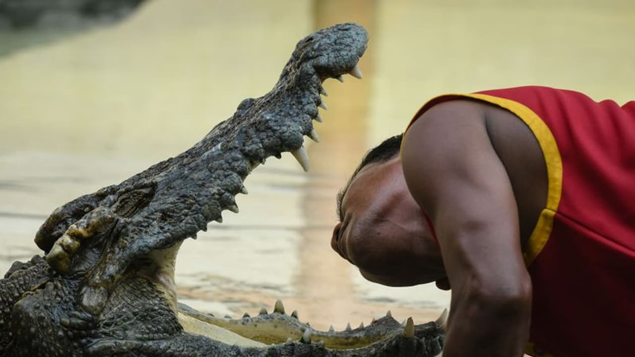 കോഴിയിറച്ചിയുടെ രുചി; കൊഴുപ്പ് കുറവ്, വിലയും തുച്ഛം, പന്നിയിറച്ചി കിട്ടാതായതോടെ മുതലയിറച്ചിക്ക് ഡിമാന്ഡ്! കോഴിയിറച്ചിയുടെ രുചി; കൊഴുപ്പ് കുറവ്, വിലയും തുച്ഛം, പന്നിയിറച്ചി കിട്ടാതായതോടെ മുതലയിറച്ചിക്ക് ഡിമാന്ഡ്!