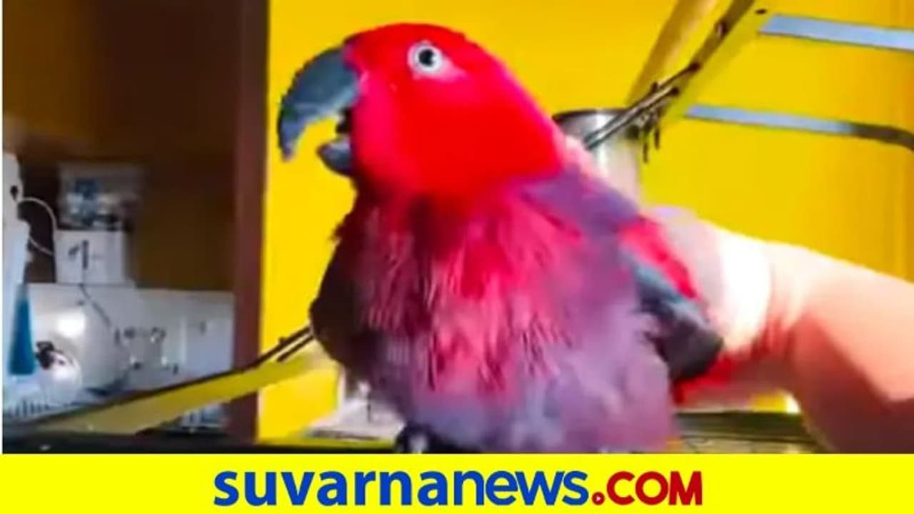 ಐಫೋನ್‌ ರಿಂಗ್‌ಟೋನ್‌ ಉಲಿಯುವ ಗಿಳಿ... ವಿಡಿಯೋ ವೈರಲ್‌