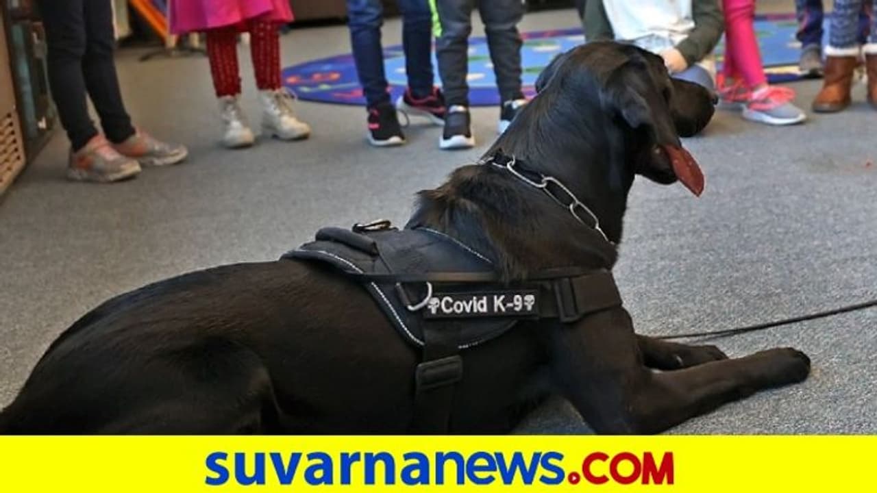 Covid 19 Crisis: ಕೊರೋನಾ ಪತ್ತೆಹಚ್ಚಲು ತರಬೇತಿ ಪಡೆದ ನಾಯಿಗಳನ್ನು ನಿಯೋಜಿಸಿದ ಅಮೆರಿಕಾ!