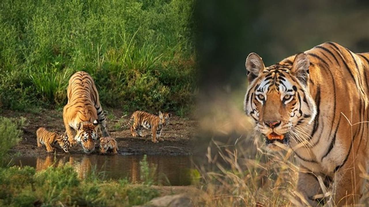 International Tiger Day 2022 : एक सदी पहले एक लाख थी बाघों की संख्या लेकिन अब सिर्फ 4 से 5 प्रतिशत ही जिंदा