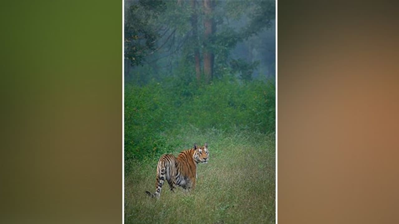 सरिस्का में पैंथर के साथ हुआ अन्याय,शिकार को ले चढ़ा था पेड़ पर, तभी बाघिन ने कर दिया ये काम,देखिए लाइव वीडियो सरिस्का में पैंथर के साथ हुआ अन्याय,शिकार को ले चढ़ा था पेड़ पर, तभी बाघिन ने कर दिया ये काम,देखिए लाइव वीडियो