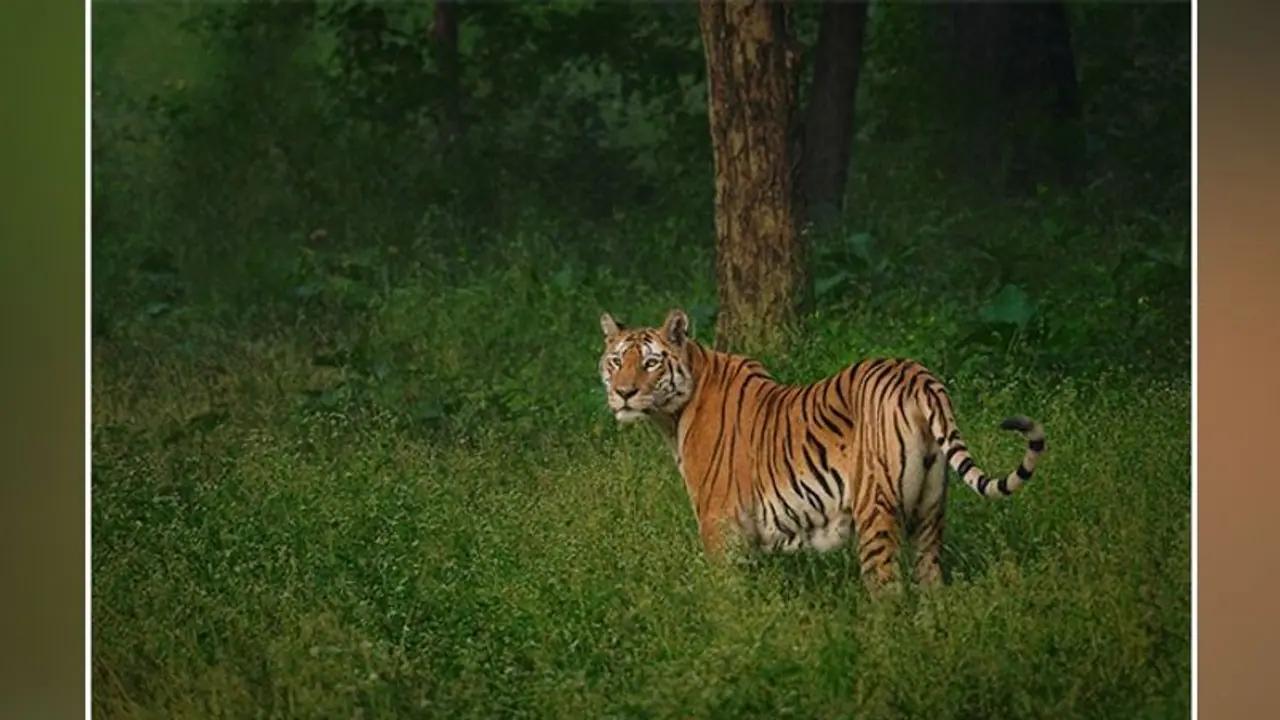 Tiger Attack : ബത്തേരി വീണ്ടും കടുവാഭീതിയില്‍; ഇത്തവണ കടുവയെത്തിയത് ജനവാസമേഖലയായ സത്രംകുന്നില്‍