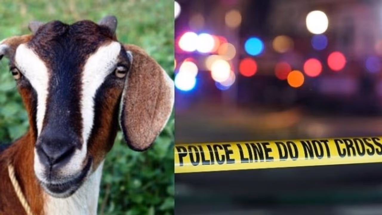 Animal Sacrifice : ആടിനെ ബലി നൽകുന്നതിന് പകരം യുവാവിനെ വെട്ടിക്കൊന്നു, ക്ഷേത്രത്തിൽ ആൾക്കൂട്ടം നോക്കി നിൽക്കെ Animal Sacrifice : ആടിനെ ബലി നൽകുന്നതിന് പകരം യുവാവിനെ വെട്ടിക്കൊന്നു, ക്ഷേത്രത്തിൽ ആൾക്കൂട്ടം നോക്കി നിൽക്കെ