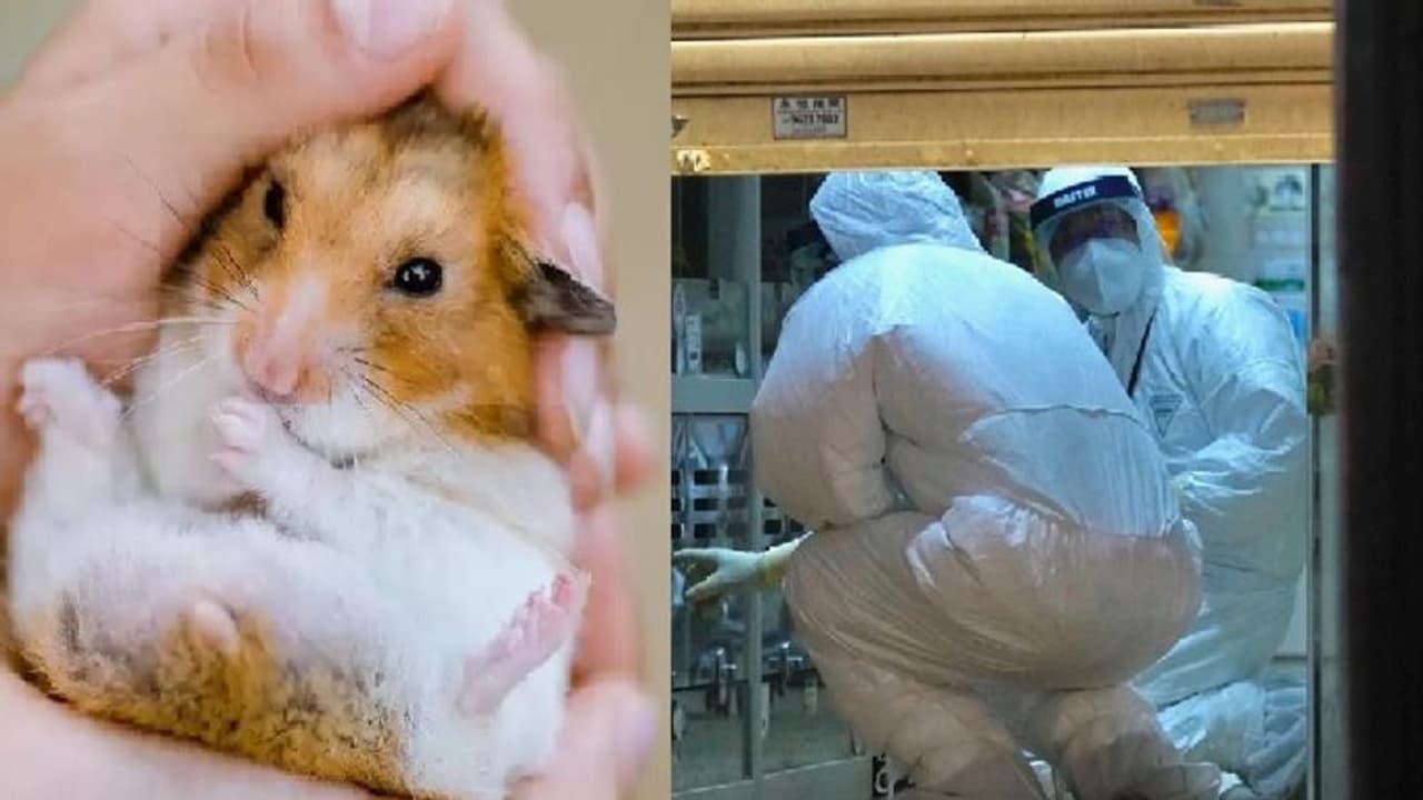 எலிகளை தேடிக்கொல்லுங்கள்... கொரோனா பாதிக்கப்பட்டதால் அரசு அதிரடி!! எலிகளை தேடிக்கொல்லுங்கள்... கொரோனா பாதிக்கப்பட்டதால் அரசு அதிரடி!!