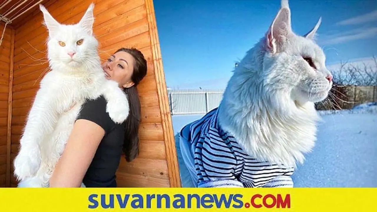 ನಾಯಿಯ ಗಾತ್ರದ ಬೆಕ್ಕು ನೋಡಿ ಜನರ ಗೊಂದಲ.... ಇದು ಬೆಕ್ಕೋ ನಾಯೋ... ನೀವೇ ಹೇಳಿ