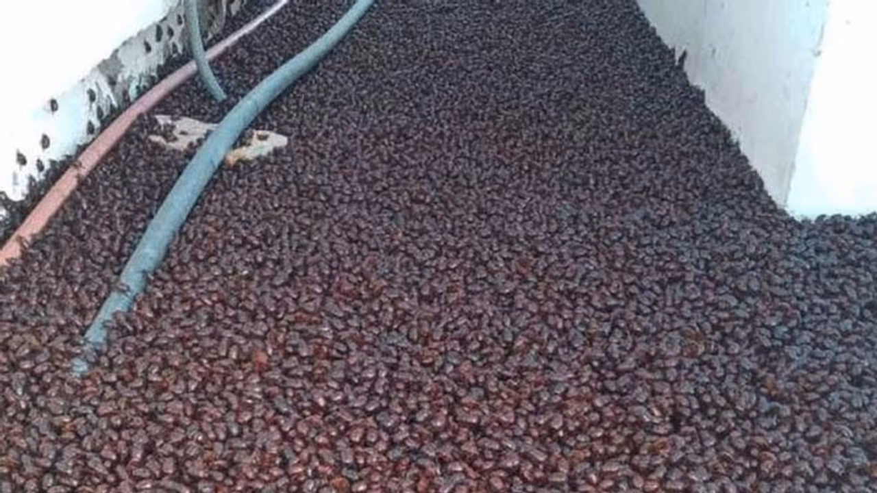 Beetle invasion : വണ്ടുകളുടെ സമുദ്രമോ? വണ്ടാക്രമണത്തിൽ വലഞ്ഞ് നഗരം, ജനങ്ങൾക്കും വാഹനങ്ങൾക്കും രക്ഷയില്ല Beetle invasion : വണ്ടുകളുടെ സമുദ്രമോ? വണ്ടാക്രമണത്തിൽ വലഞ്ഞ് നഗരം, ജനങ്ങൾക്കും വാഹനങ്ങൾക്കും രക്ഷയില്ല