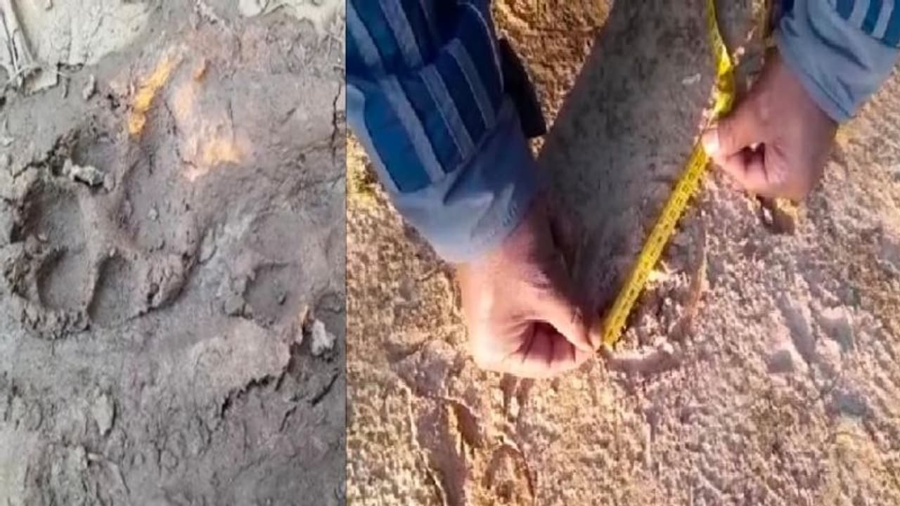 New Animal: ফের অজানা জন্তুর পায়ের ছাপ লালগড়ে, আতঙ্কে গ্রামবাসীরা