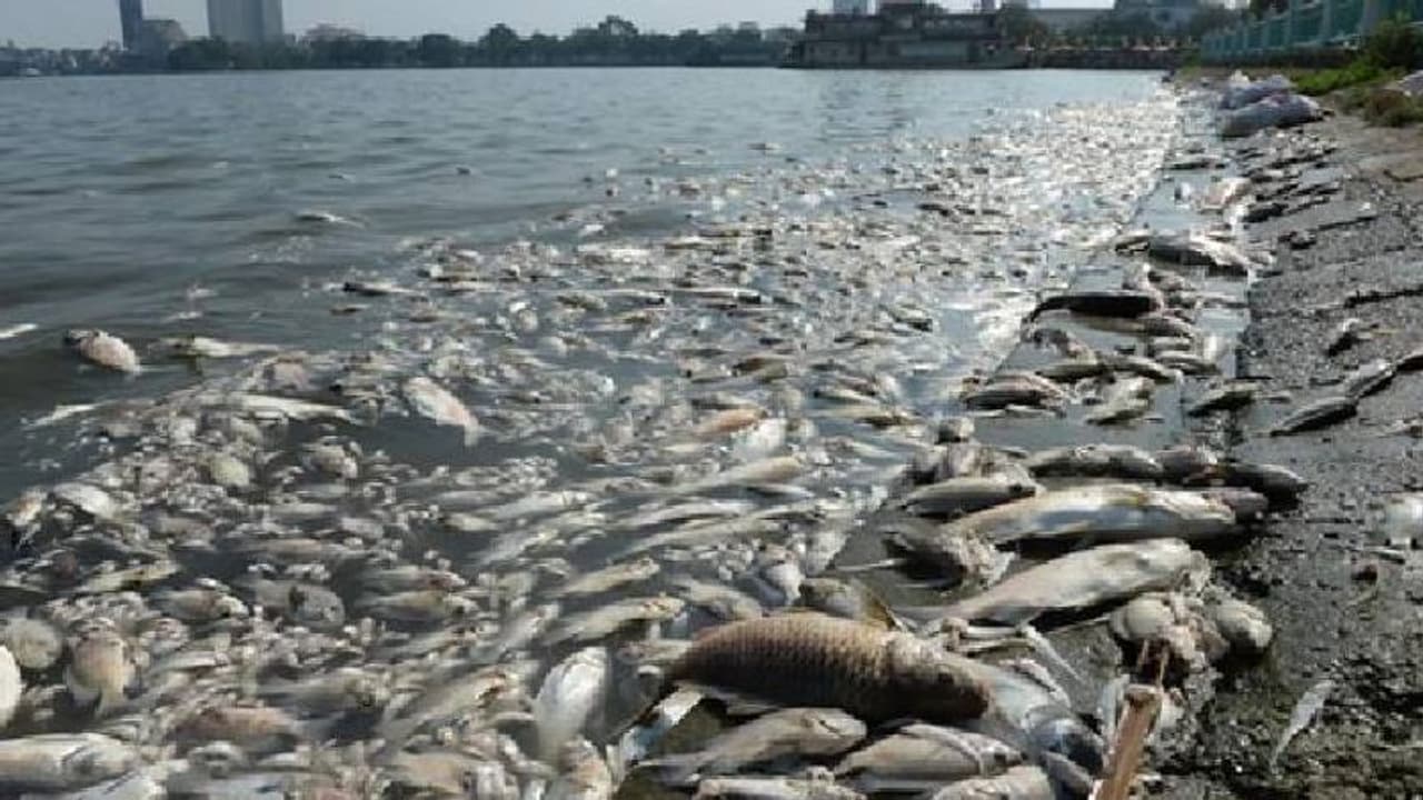 Mass extinction : ആറാമത്തെ കൂട്ടവംശനാശത്തിലേക്ക് നാം പ്രവേശിച്ചു കഴിഞ്ഞുവെന്ന് ​ഗവേഷകർ, കാരണം മനുഷ്യർ?