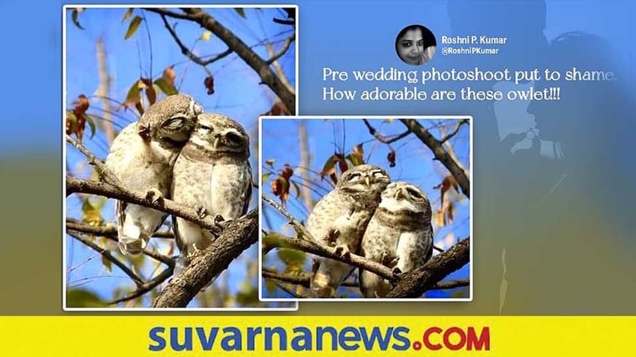 ಮುದ್ದಾದ ಗೂಬೆಗಳ ಫ್ರಿ ವೆಡ್ಡಿಂಗ್‌ ಫೋಟೋಶೂಟ್ ... ಇಂಟರ್‌ನೆಟ್‌ನಲ್ಲಿ ವೈರಲ್