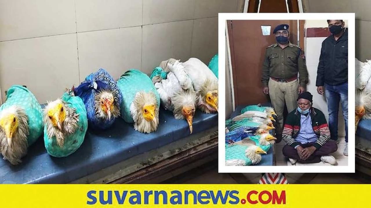 ಅತೀ ವಿರಳವೆನಿಸಿದ ರಣಹದ್ದುಗಳ ಕಳ್ಳಸಾಗಣೆ : ಓರ್ವನ ಬಂಧನ ಅತೀ ವಿರಳವೆನಿಸಿದ ರಣಹದ್ದುಗಳ ಕಳ್ಳಸಾಗಣೆ : ಓರ್ವನ ಬಂಧನ