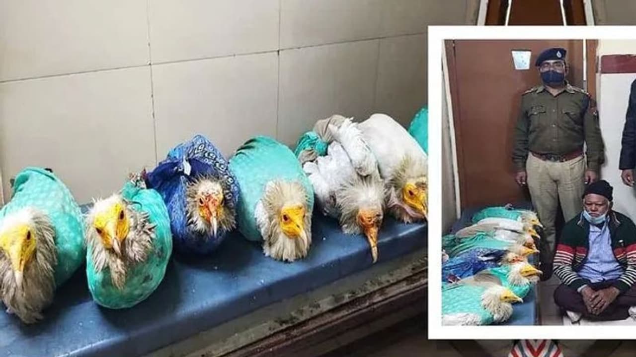 రాబందులను ప్లాస్టిక్ సంచుల్లో కుక్కి స్మగ్లింగ్..! రాబందులను ప్లాస్టిక్ సంచుల్లో కుక్కి స్మగ్లింగ్..!