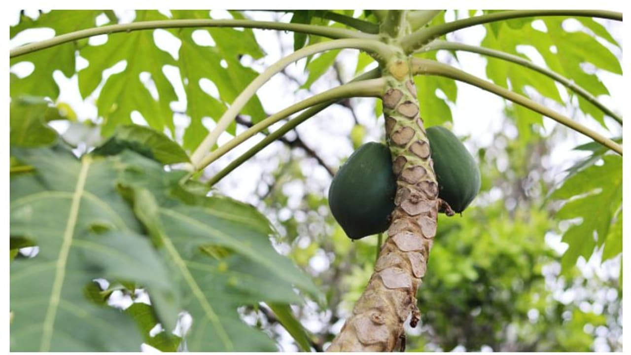 কেন মহিলাদের প্রতিদিনের পাতে পেঁপে রাখার পরামর্শ দেন বিশেষজ্ঞরা, জেনে নিন এর কারণ