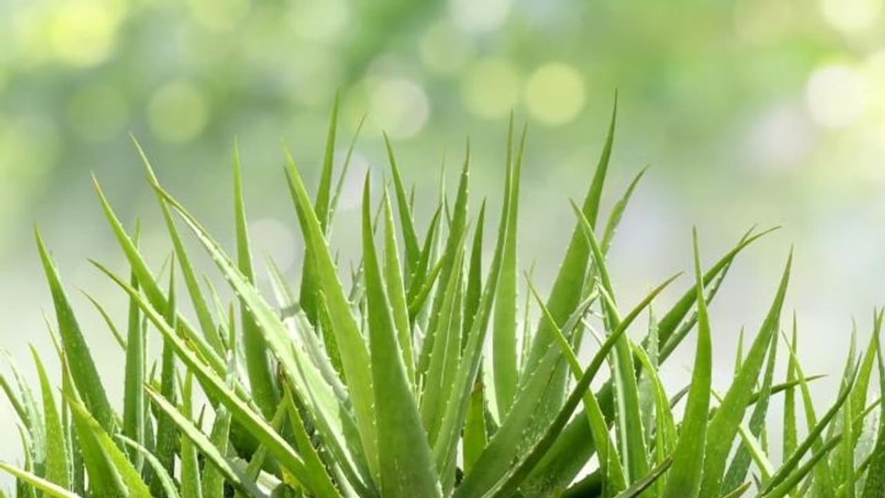 ಅಲೋವೆರಾ ನಿಮ್ಮ ಆರೋಗ್ಯವನ್ನು ಮಾತ್ರವಲ್ಲದೆ ಅದೃಷ್ಟವನ್ನು ಬೆಳಗಿಸುತ್ತದೆ ಅಲೋವೆರಾ ನಿಮ್ಮ ಆರೋಗ್ಯವನ್ನು ಮಾತ್ರವಲ್ಲದೆ ಅದೃಷ್ಟವನ್ನು ಬೆಳಗಿಸುತ್ತದೆ