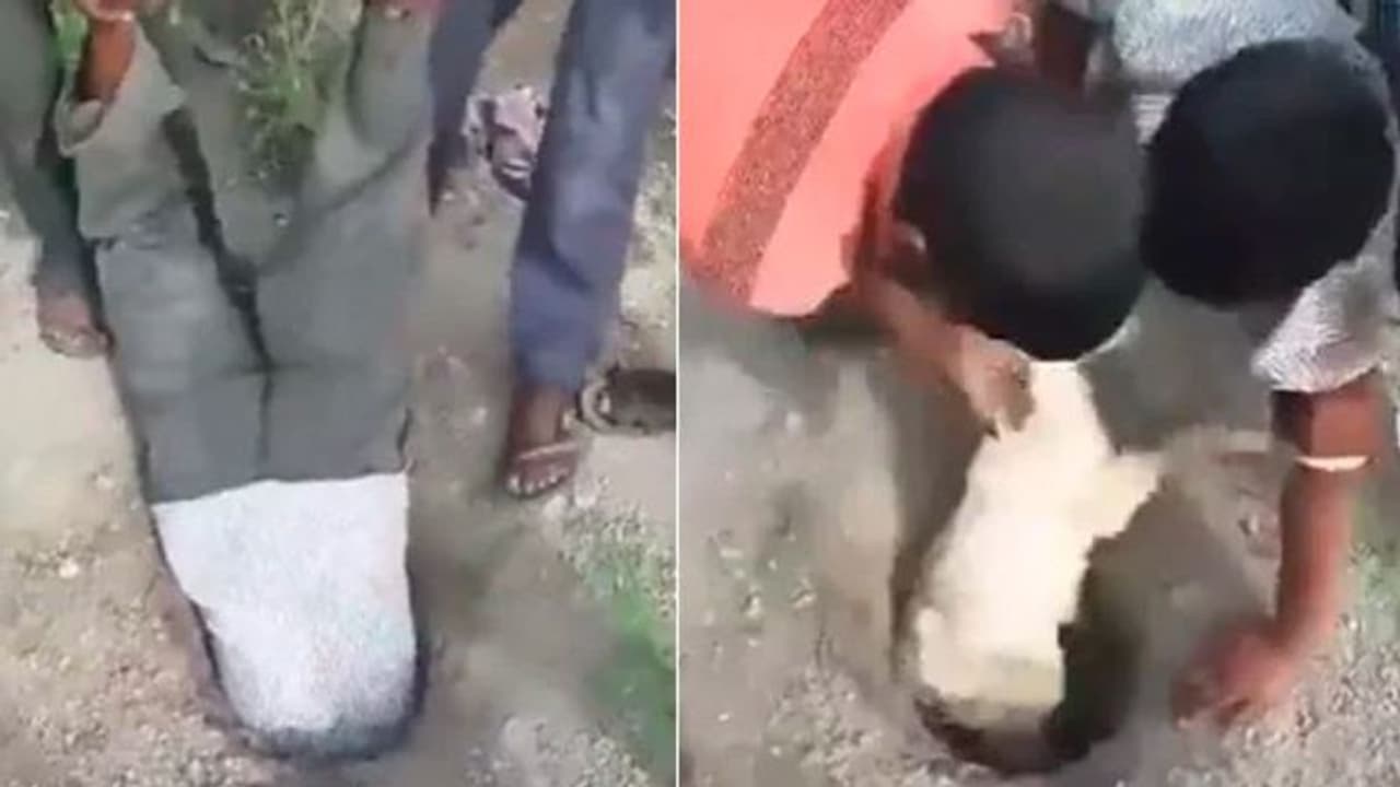 इंसानियत की मिसाल : शख्स ने जान पर खेलकर बचाई बकरी के बच्चे की जान, नेटिजन्स बोले ऐसा सिर्फ भारत में संभव इंसानियत की मिसाल : शख्स ने जान पर खेलकर बचाई बकरी के बच्चे की जान, नेटिजन्स बोले ऐसा सिर्फ भारत में संभव