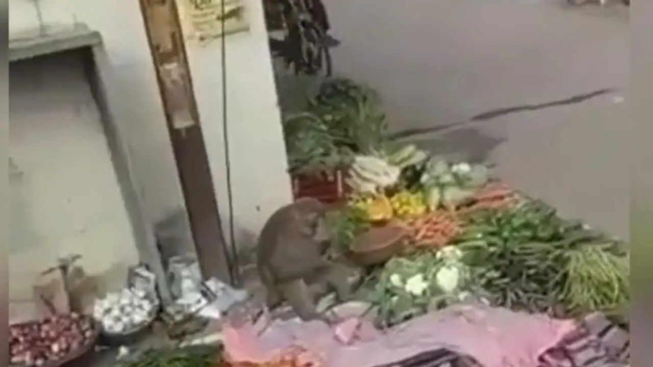 जब फुटपाथ किनारे बंदर बेचने लगा सब्जी, IPS ऑफिसर को भी कहना पड़ा यहां उपलब्ध हैं फ्रेश सब्ज़ियां जब फुटपाथ किनारे बंदर बेचने लगा सब्जी, IPS ऑफिसर को भी कहना पड़ा यहां उपलब्ध हैं फ्रेश सब्ज़ियां