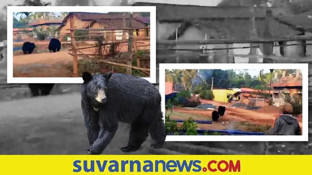 ಅಯ್ಯೋ ಓಡಿ ಓಡಿ... ಬಂತು ಕರಡಿ... ವಿಡಿಯೋ ನೋಡಿ ಅಯ್ಯೋ ಓಡಿ ಓಡಿ... ಬಂತು ಕರಡಿ... ವಿಡಿಯೋ ನೋಡಿ