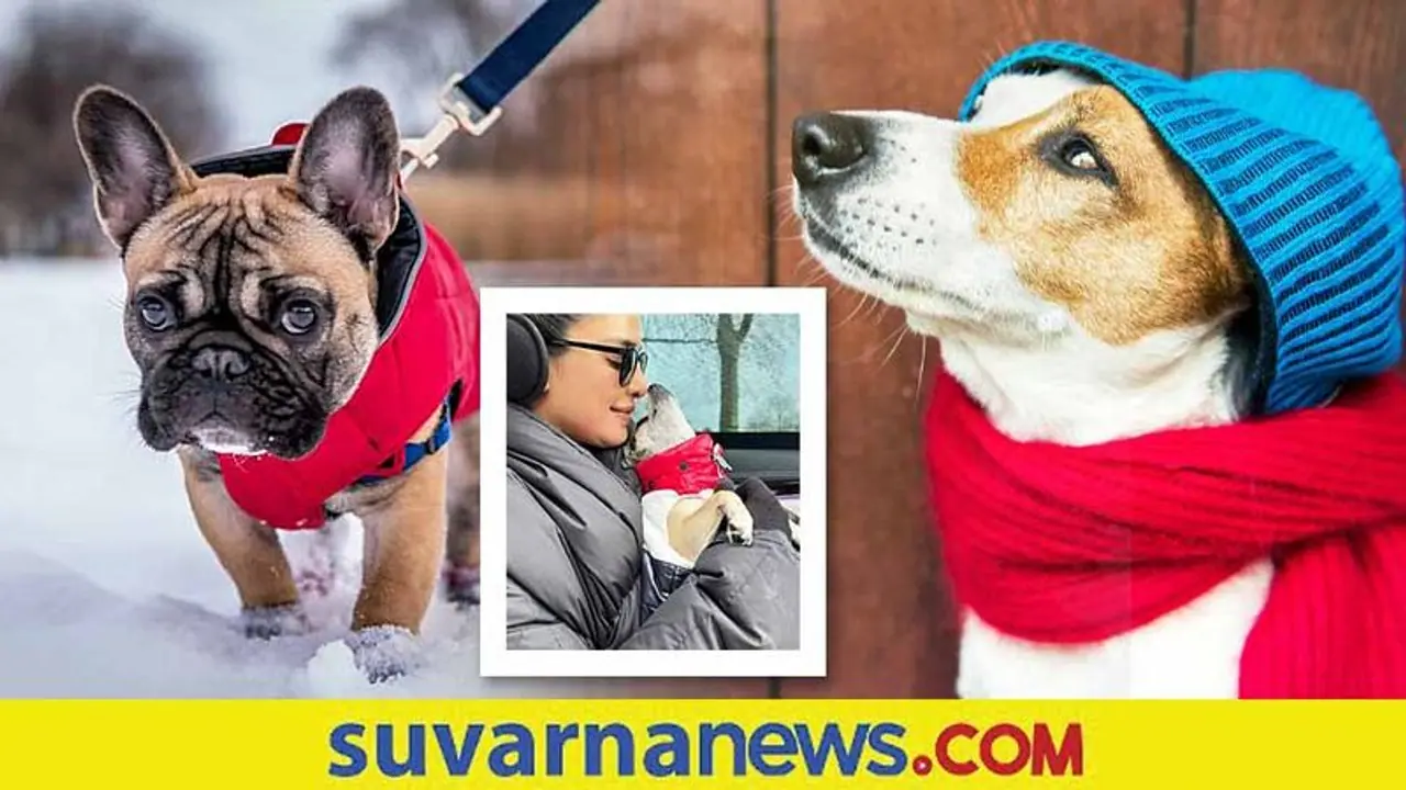 Pet Care : ಚಳಿಗಾಲದಲ್ಲಿ ನಿಮ್ಮ ಮುದ್ದಾದ ಪ್ರಾಣಿಗಳ ಆರೈಕೆ ಹೀಗಿರಲಿ Pet Care : ಚಳಿಗಾಲದಲ್ಲಿ ನಿಮ್ಮ ಮುದ್ದಾದ ಪ್ರಾಣಿಗಳ ಆರೈಕೆ ಹೀಗಿರಲಿ