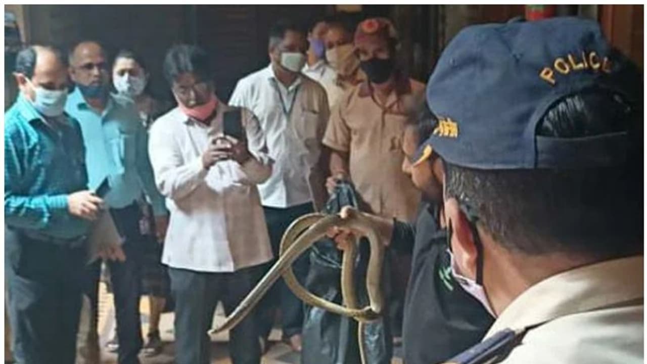 Snake rescued from high court : ജഡ്ജിയുടെ ചേംബറിനുള്ളില്‍ കൂറ്റന്‍ പാമ്പ്; വൈറല്‍ വീഡിയോ