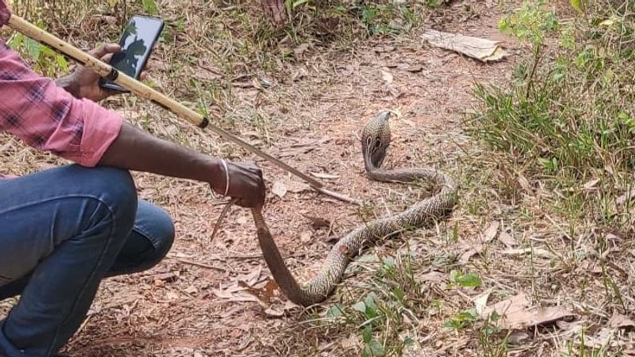 ಬೆಂಗ್ಳೂರಲ್ಲಿ ಹಾವುಗಳ ಹಾವಳಿ ದಿಢೀರ್‌ ಹೆಚ್ಚಳ: ಆತಂಕದಲ್ಲಿ ಜನತೆ..!