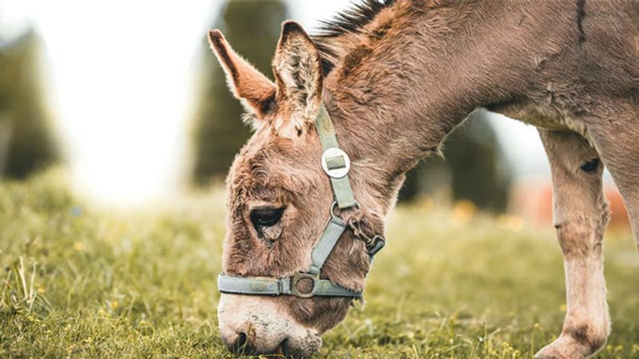 Life Management: गधा जान बूझकर व्यापारी का नुकसान करता था, सबक सिखाने के लिए व्यापारी ने किया ये काम Life Management: गधा जान बूझकर व्यापारी का नुकसान करता था, सबक सिखाने के लिए व्यापारी ने किया ये काम