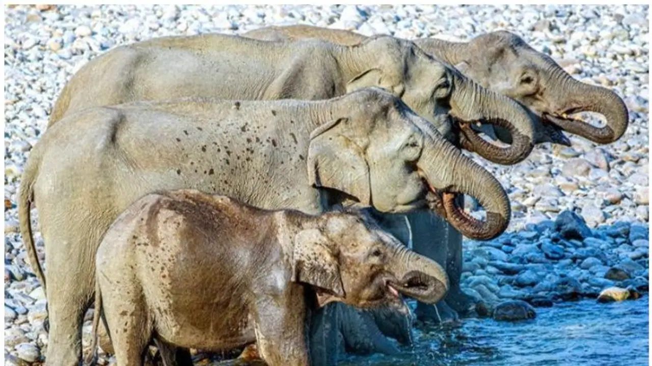 സൂക്ഷിച്ച് നോക്കൂ, ഈ ചിത്രത്തിൽ എത്ര ആനകളുണ്ട് ?