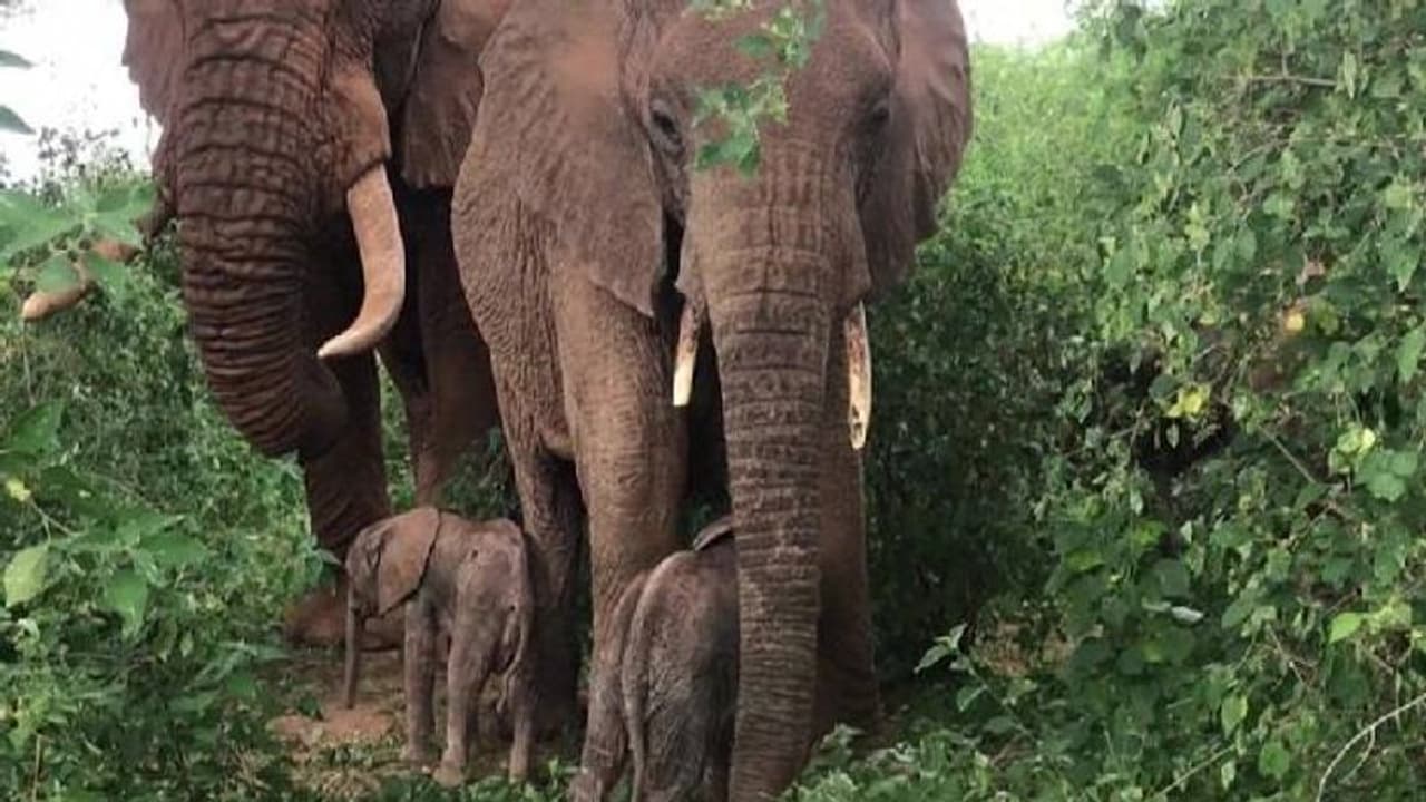 Twin elephants : അപൂർവം, കെനിയയിൽ ഇരട്ട ആനക്കുട്ടികൾ പിറന്നു