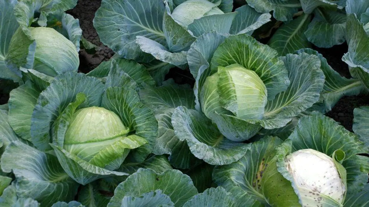 Cabbage: அடிக்கடி முட்டைகோஸ் சாப்பிட்டால் கிடைக்கும் ஆரோக்கிய நன்மைகள் இதோ!