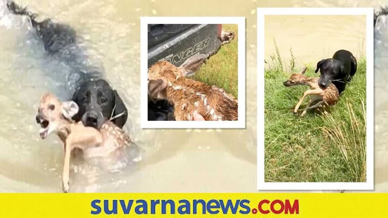 ನೀರಿನಲ್ಲಿ ಮುಳುಗುತ್ತಿದ್ದ ಜಿಂಕೆಮರಿಯನ್ನು ರಕ್ಷಿಸಿದ ಮುದ್ದು ಶ್ವಾನ