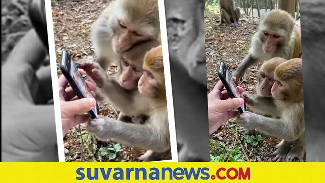 ಫೋನ್ ಕ್ಯಾಮರಾದಲ್ಲಿ ತಮ್ಮ ಮುಖ ನೋಡಿದ ಮಂಗಗಳ ರಿಯಾಕ್ಷನ್ ಹೇಗಿದೆ ನೋಡಿ ಫೋನ್ ಕ್ಯಾಮರಾದಲ್ಲಿ ತಮ್ಮ ಮುಖ ನೋಡಿದ ಮಂಗಗಳ ರಿಯಾಕ್ಷನ್ ಹೇಗಿದೆ ನೋಡಿ