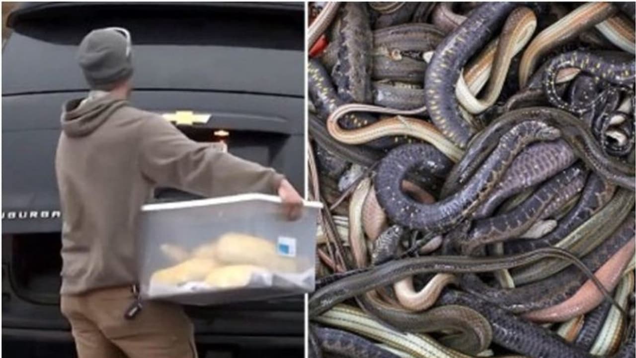 Venomous Snakes : വീടിനുള്ളിൽ മരിച്ച് കിടന്ന 49 കാരന് ചുറ്റും ഉഗ്ര വിഷമുള്ള 125ഓളം പാമ്പുകൾ Venomous Snakes : വീടിനുള്ളിൽ മരിച്ച് കിടന്ന 49 കാരന് ചുറ്റും ഉഗ്ര വിഷമുള്ള 125ഓളം പാമ്പുകൾ