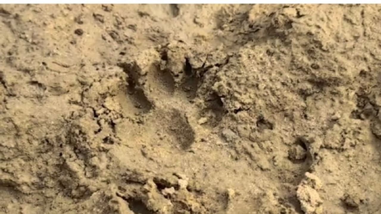 ফের অজানা জন্তুর পায়ের ছাপ, নেকড়ে জাতীয় প্রাণীর পায়ের ছাপ বলে প্রাথমিক ধারণা বনদপ্তরের কর্মীদের ফের অজানা জন্তুর পায়ের ছাপ, নেকড়ে জাতীয় প্রাণীর পায়ের ছাপ বলে প্রাথমিক ধারণা বনদপ্তরের কর্মীদের