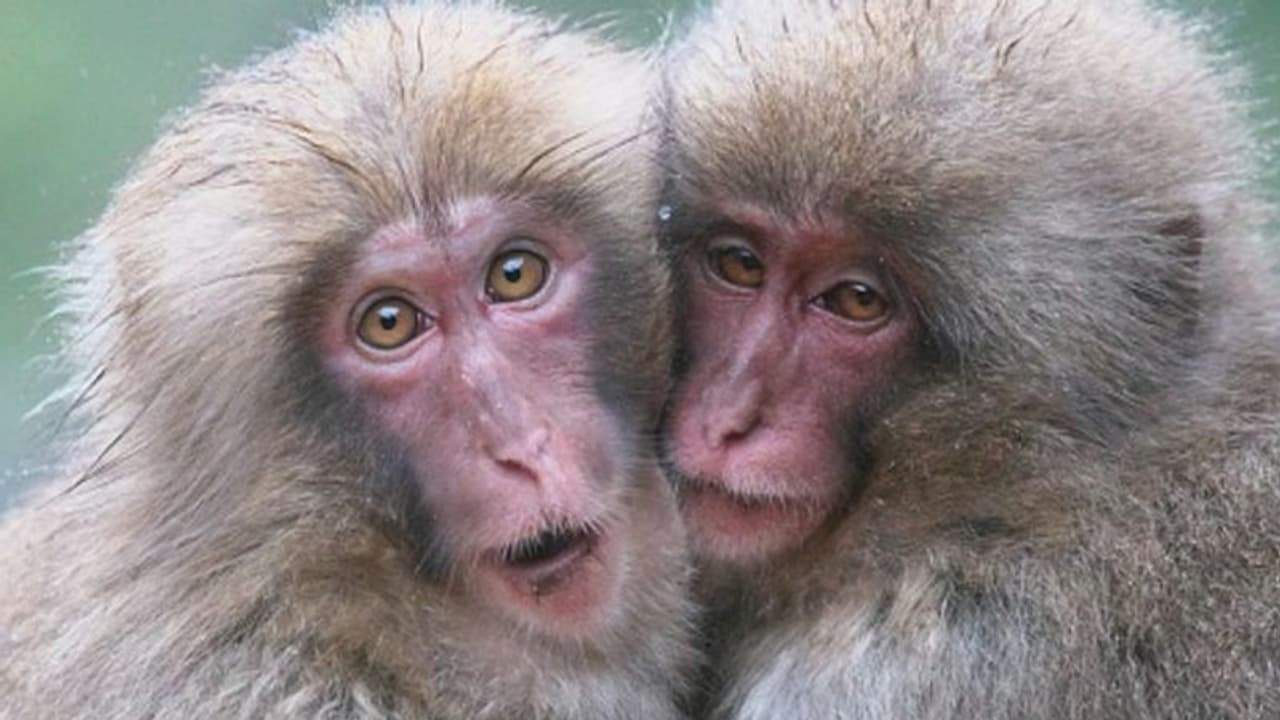 রানীর খেতাব কি ধরে রাখতে পারবে জাপানি বানর, সামনে ত্রিকোন প্রেমের ফাঁদ রানীর খেতাব কি ধরে রাখতে পারবে জাপানি বানর, সামনে ত্রিকোন প্রেমের ফাঁদ