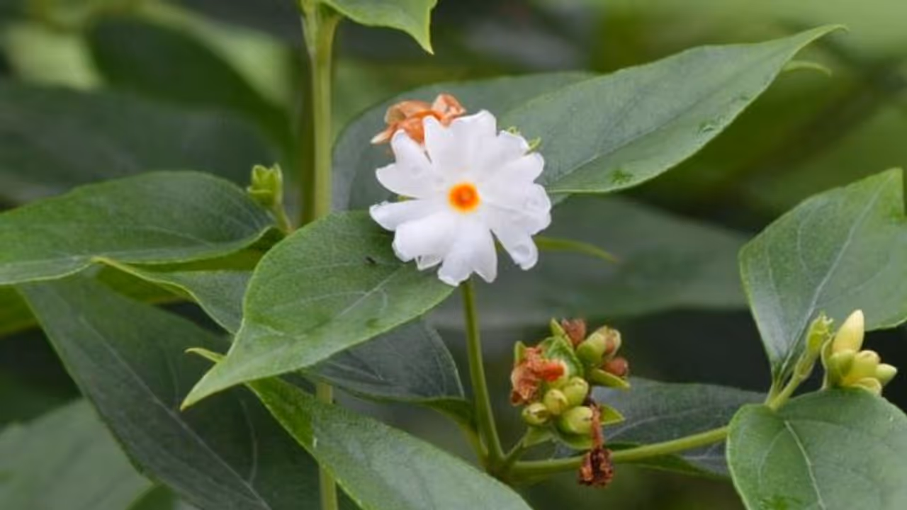 വീട്ടിൽ പവിഴമല്ലി ഉണ്ടായാൽ ഐശ്വര്യം വീട്ടിൽ പവിഴമല്ലി ഉണ്ടായാൽ ഐശ്വര്യം