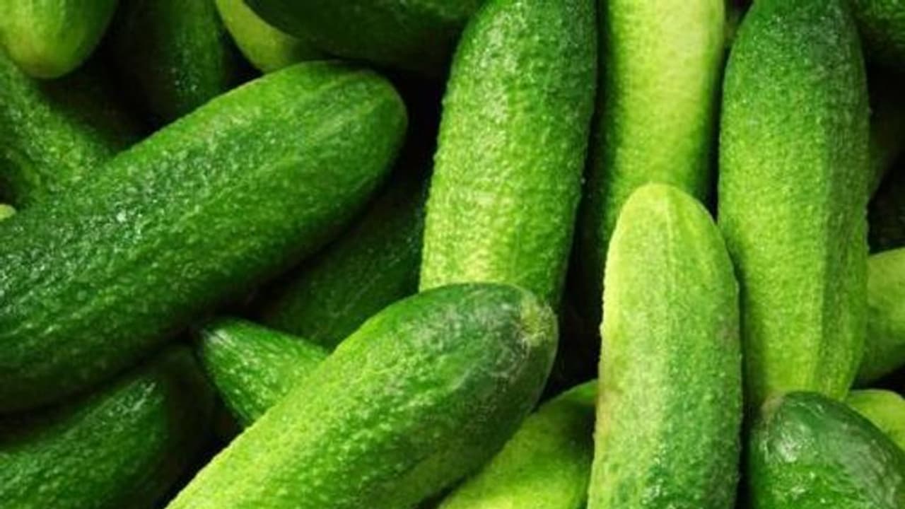 Largest Exporter Of Cucumber : ಸೌತೆಕಾಯಿಯ ಅತಿದೊಡ್ಡ ರಫ್ತುದಾರ ದೇಶ ಭಾರತ!