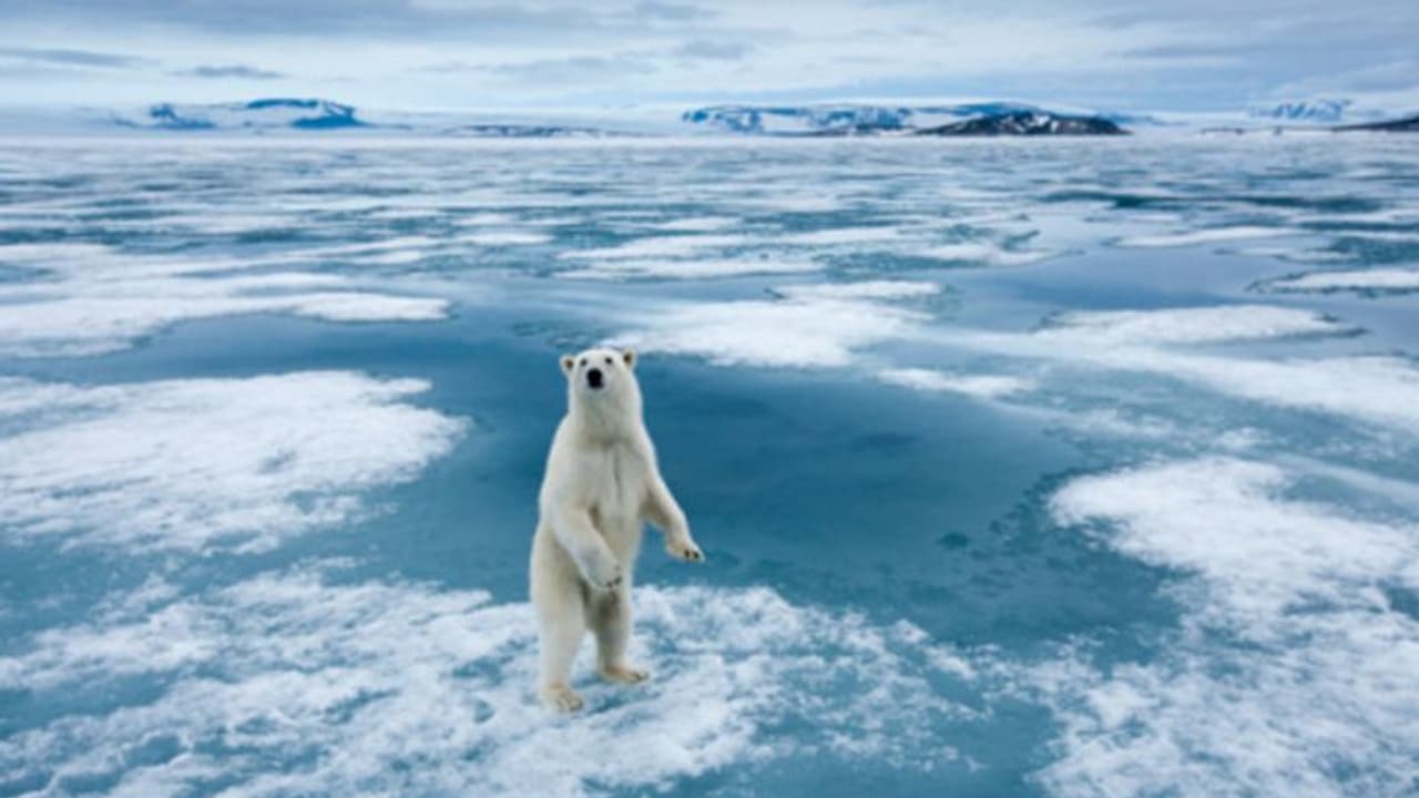 पहली बार ध्रुवीय भालू ने किया रेंडियर का शिकार, वैज्ञानिकों ने कहा Global Warming का प्रभाव