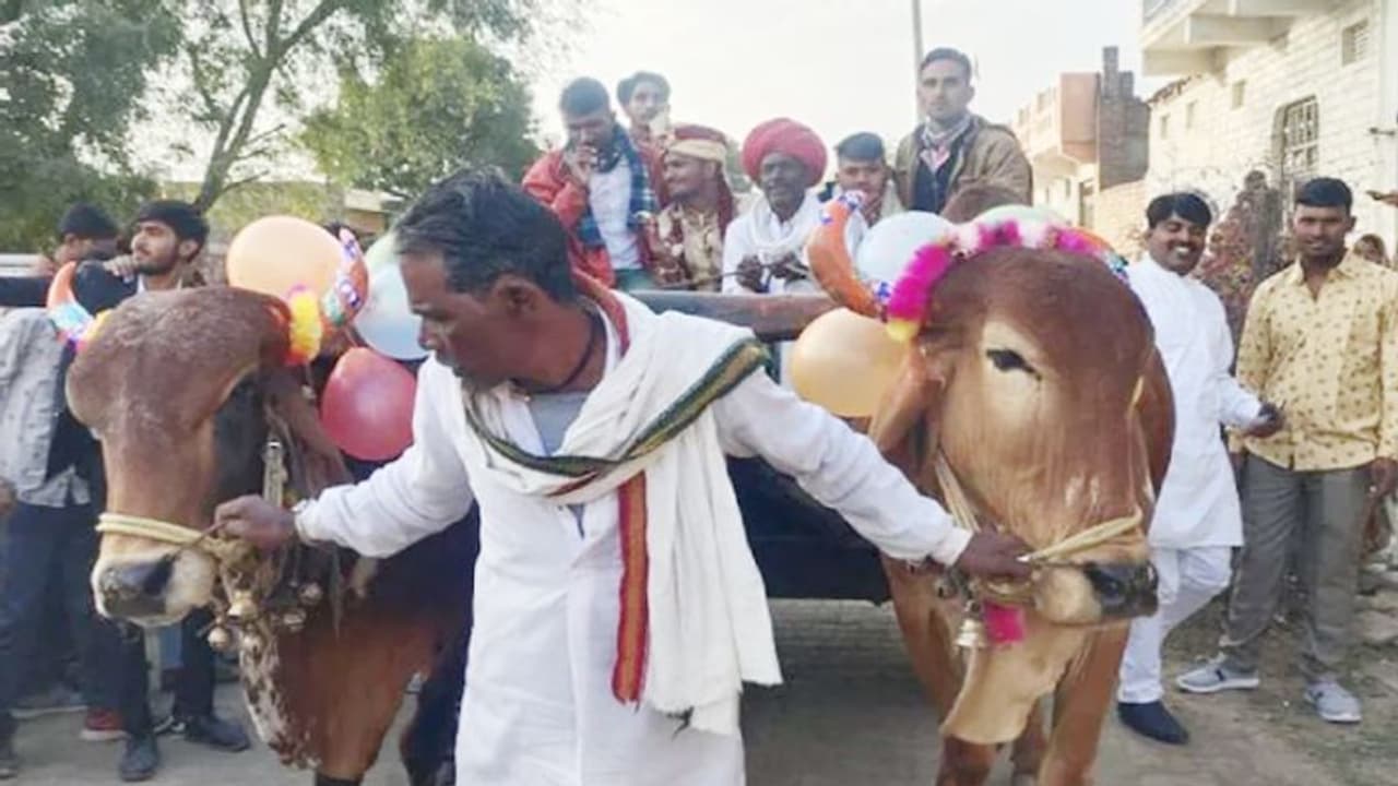 सालों बाद ऐसा उद्भभुत नजारा: 11 बैलगाड़ियों पर निकली बारात. दुल्हन बोली इसके आगे हेलिकॉप्टर भी फेल हर कोई नाचा सालों बाद ऐसा उद्भभुत नजारा: 11 बैलगाड़ियों पर निकली बारात. दुल्हन बोली इसके आगे हेलिकॉप्टर भी फेल हर कोई नाचा