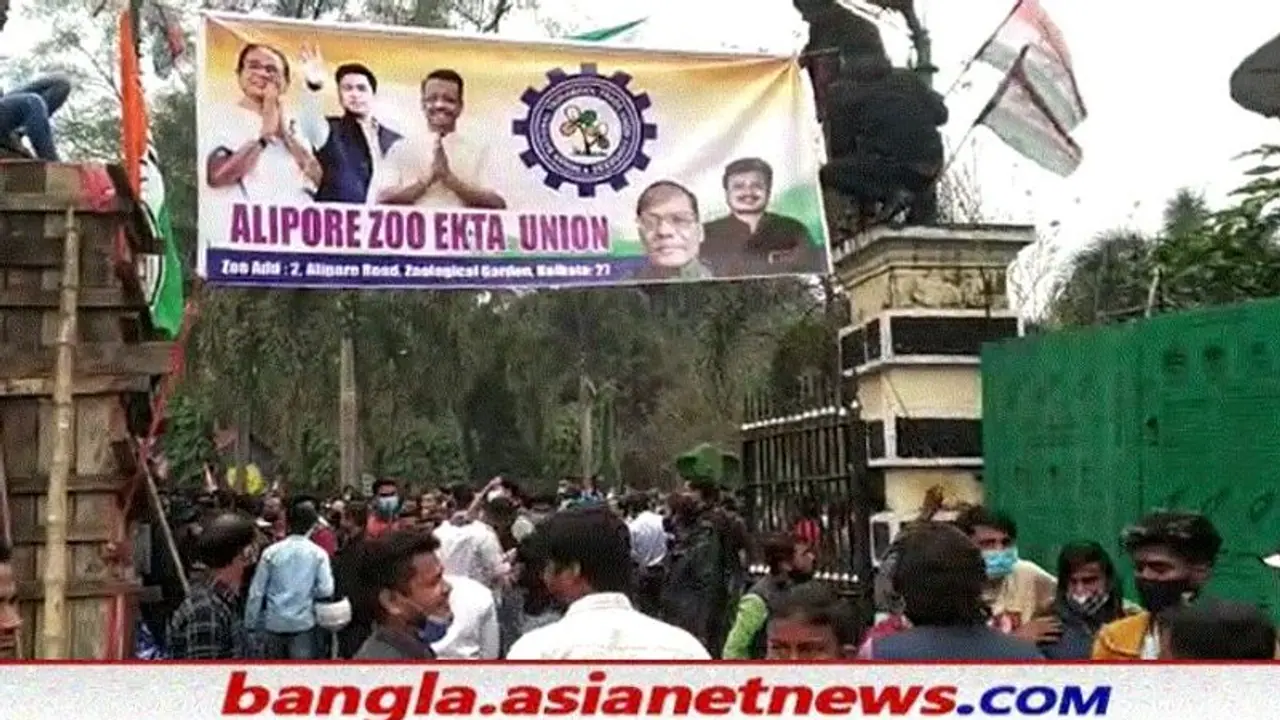 চিড়িয়াখানার কর্মী সংগঠন দখল করল তৃণমূল, বিজেপির সঙ্গে সংঘর্ষে জড়িয়ে উত্তাল আলিপুর চিড়িয়াখানার কর্মী সংগঠন দখল করল তৃণমূল, বিজেপির সঙ্গে সংঘর্ষে জড়িয়ে উত্তাল আলিপুর