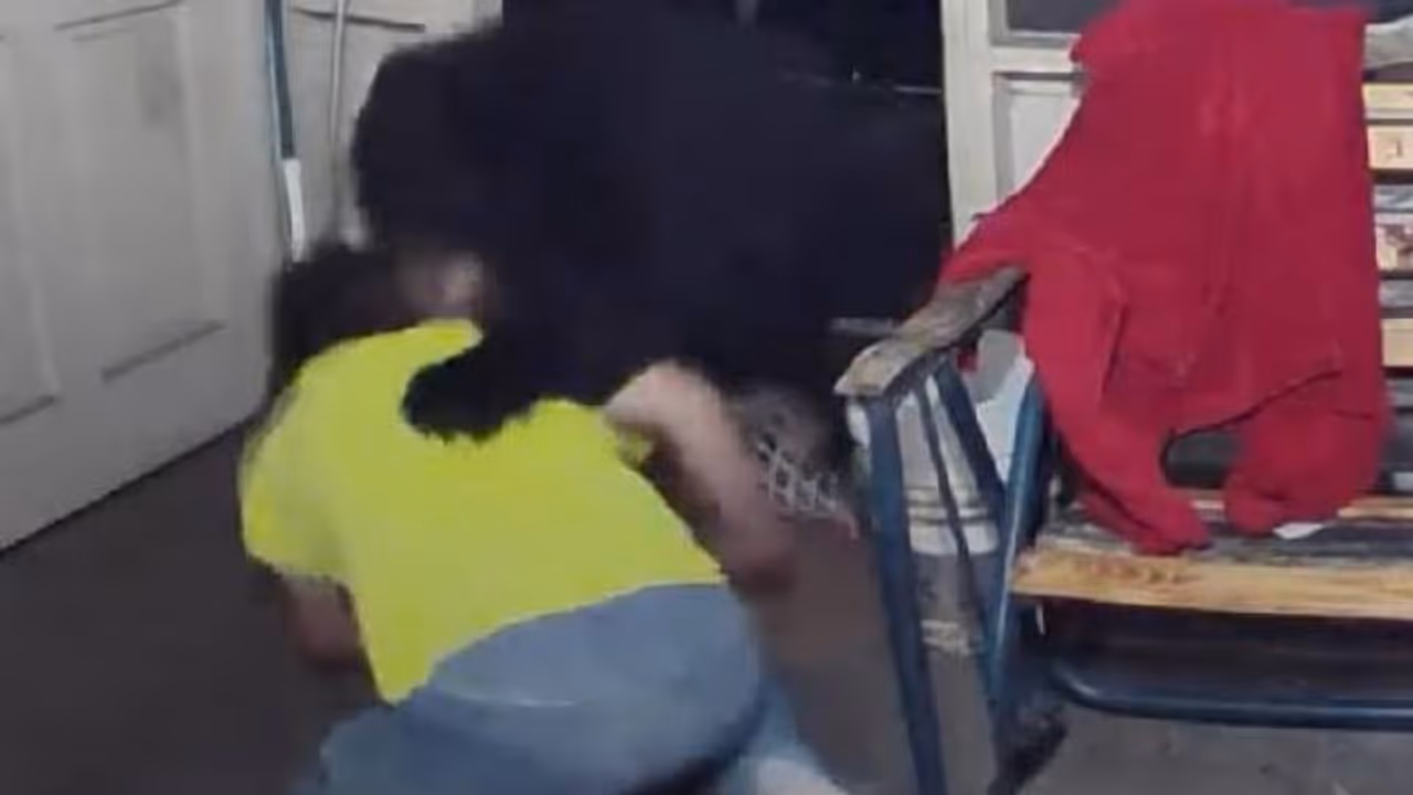 തന്റെ നായകളെ രക്ഷിക്കാൻ കരടിയുമായി ഉടമയുടെ പോര്, വൈറലായി വീഡിയോ