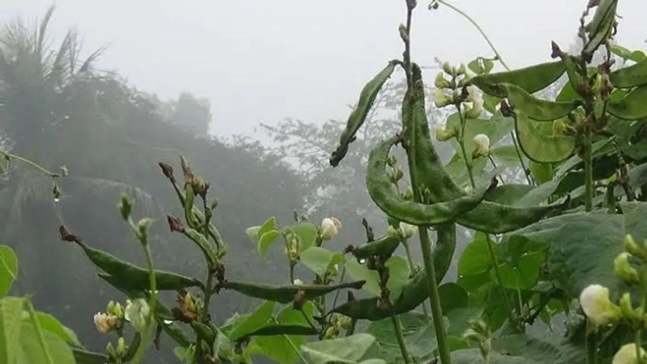Murshidabad Agriculture: টানা বৃষ্টি কুয়াশায় মুর্শিদাবাদ জুড়ে চাষে ব্যাপক ক্ষতি Murshidabad Agriculture: টানা বৃষ্টি কুয়াশায় মুর্শিদাবাদ জুড়ে চাষে ব্যাপক ক্ষতি