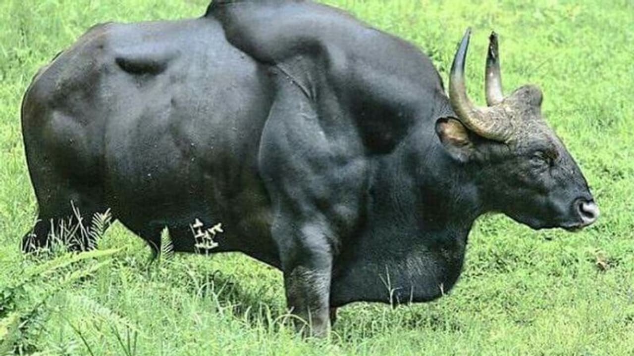 കാട്ടുപോത്തിന്റെ ആക്രമണത്തിൽ മറയൂരിൽ കർഷകൻ കൊല്ലപ്പെട്ടു കാട്ടുപോത്തിന്റെ ആക്രമണത്തിൽ മറയൂരിൽ കർഷകൻ കൊല്ലപ്പെട്ടു