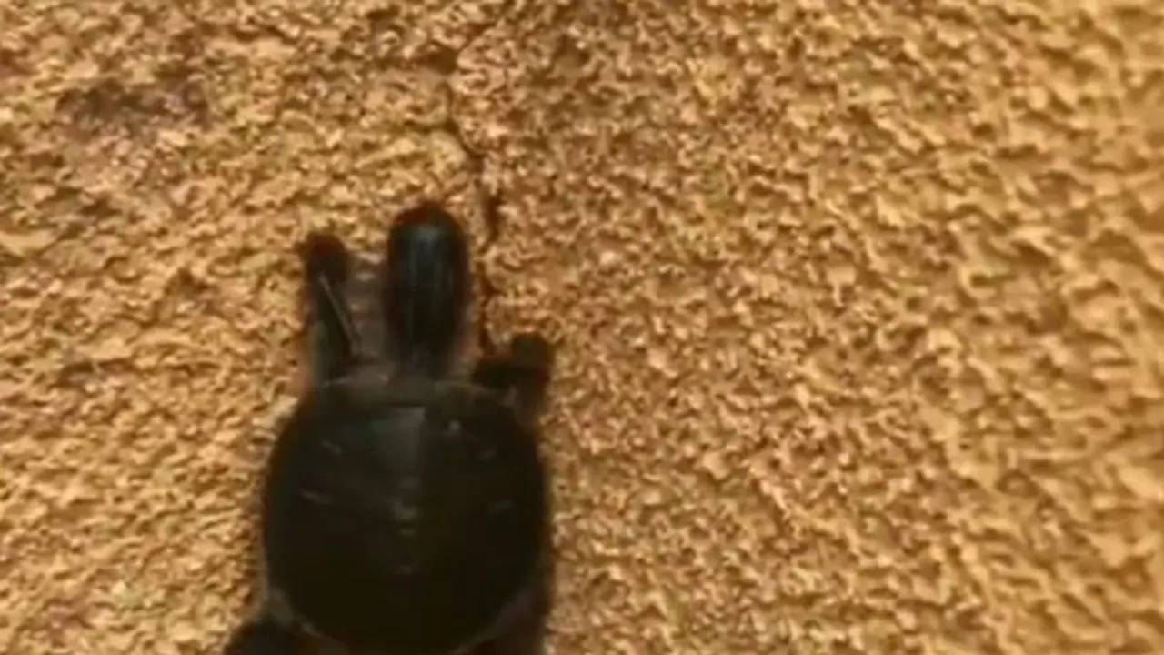 आपने पहले कभी नहीं देखी होगी कुछए की ऐसी चाल, वीडियो देख हैरान हुए लोग, बोले जरूर ऊपर पिज्जा रखा होगा आपने पहले कभी नहीं देखी होगी कुछए की ऐसी चाल, वीडियो देख हैरान हुए लोग, बोले जरूर ऊपर पिज्जा रखा होगा