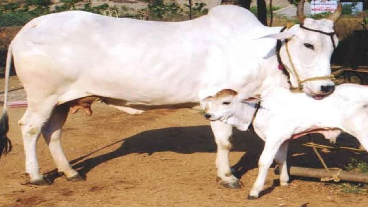 UP प्रशासन ने जारी किया आदेश निराश्रित पशु नहीं मिलने चाहिए घूमते, नहीं तो CDO, CVO व DPRO होंगे जिम्मेदार UP प्रशासन ने जारी किया आदेश निराश्रित पशु नहीं मिलने चाहिए घूमते, नहीं तो CDO, CVO व DPRO होंगे जिम्मेदार