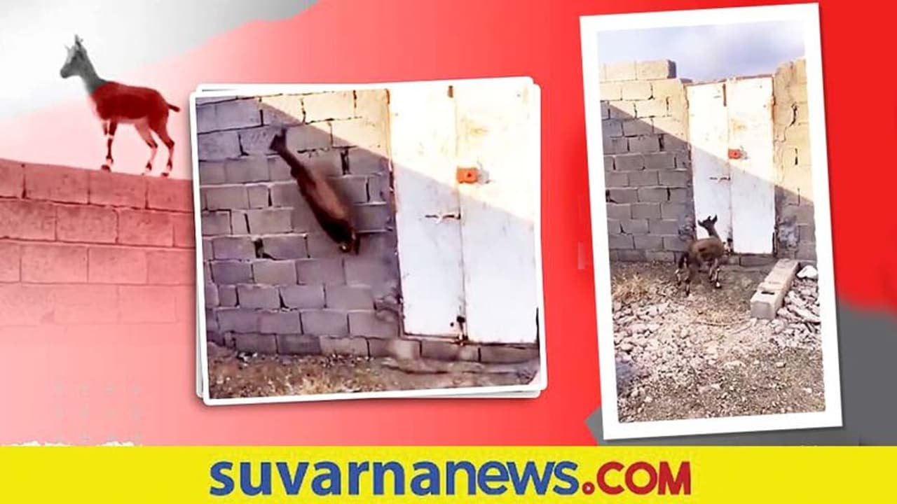 ಪಾರ್ಕರ್ ಸ್ಟೈಲ್ನಲ್ಲಿ ಗೋಡೆ ಏರಿ ನಿಂತ ಮೇಕೆ... ವಿಡಿಯೋ ವೈರಲ್ ಪಾರ್ಕರ್ ಸ್ಟೈಲ್ನಲ್ಲಿ ಗೋಡೆ ಏರಿ ನಿಂತ ಮೇಕೆ... ವಿಡಿಯೋ ವೈರಲ್